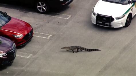 Alligator found in NW Miami-Dade warehouse parking lot captured